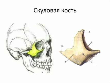 Схема выраженных скул и средней трети лица